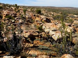 Protea glabra in typical habitat