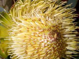 Protea nitida flowerhead half open