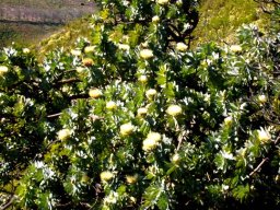 Protea nitida