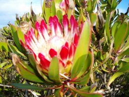Protea obtusifolia