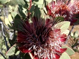 Protea punctata