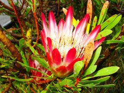 Protea repens, the common sugarbush