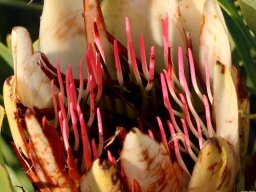 Protea repens suikerbos losing its suiker