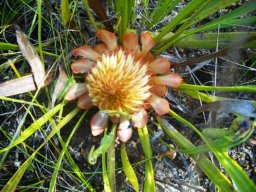 Protea scabra