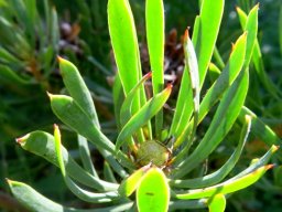 Protea scolymocephala stem-tip leaves