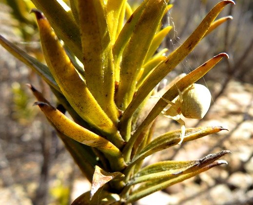 Pteronia fasciculata and crab spider