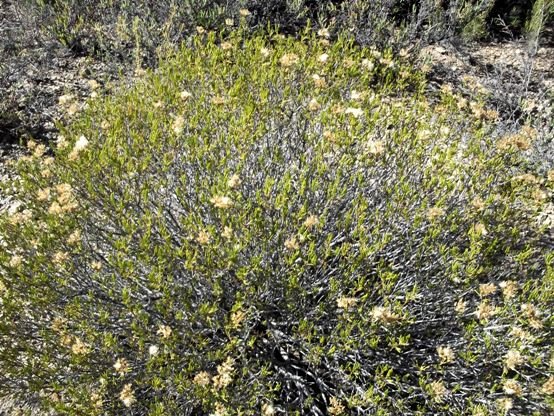 Pteronia pallens releasing seeds