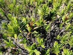 Pteronia fasciculata presenting a leafy top