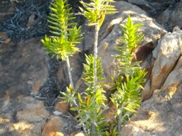 Pteronia fasciculata nestled in rocky abode
