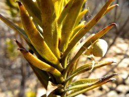 Pteronia fasciculata and crab spider