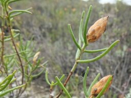 Pteronia flexicaulis blunt leaf-tips