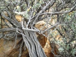 Pteronia glauca old stem