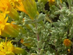 Pteronia incana solitary terminal flowerheads