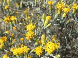 Pteronia incana flowering