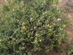 Pteronia oblanceolata