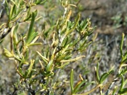 Pteronia pallens losing leaves