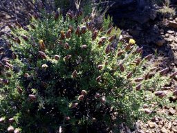 Pteronia staehelinoides