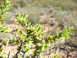 Pteronia staehelinoides branches