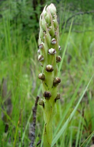 Pterygodium dracomontanum