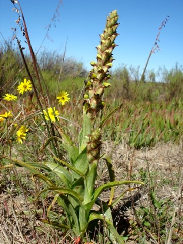 Pterygodium ingeanum leaves