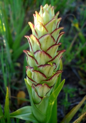 Pterygodium ingeanum bracts