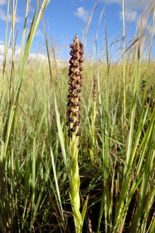 Pterygodium nigrescens leaves
