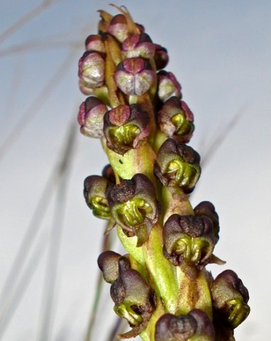 Pterygodium nigrescens