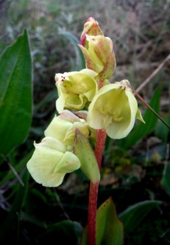 Pterygodium catholicum flowers