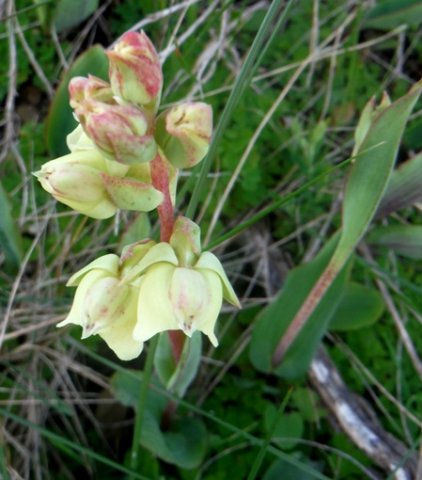 Pterygodium catholicum