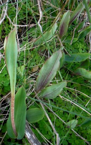 Pterygodium catholicum leaves