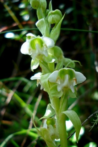 Pterygodium cooperi
