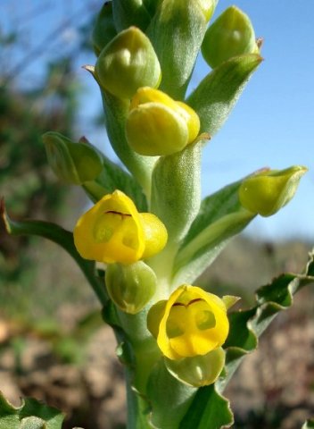 Pterygodium crispum flowers