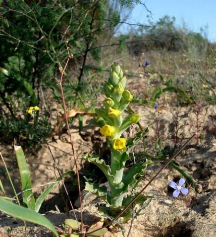 Pterygodium crispum