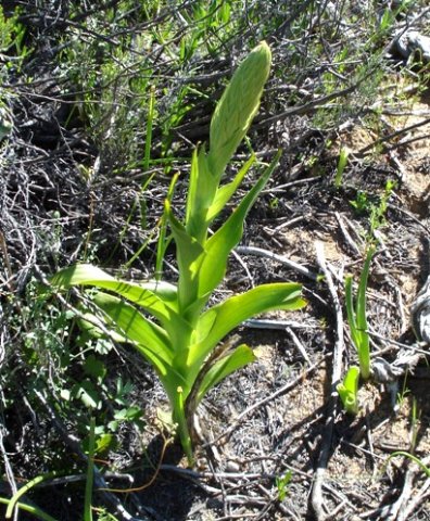 Pterygodium hallii