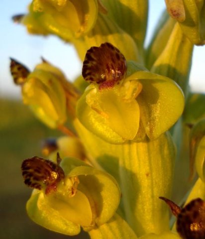 Pterygodium hallii flower