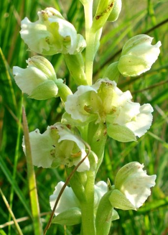 Pterygodium hastatum flowers