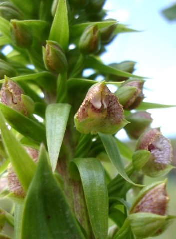 Pterygodium magnum flowers and opening buds
