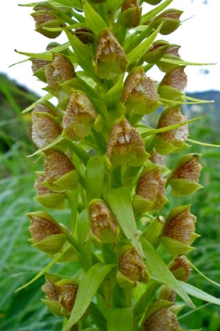 Pterygodium magnum flowers and bracts