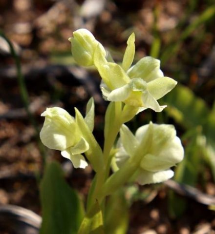 Pterygodium