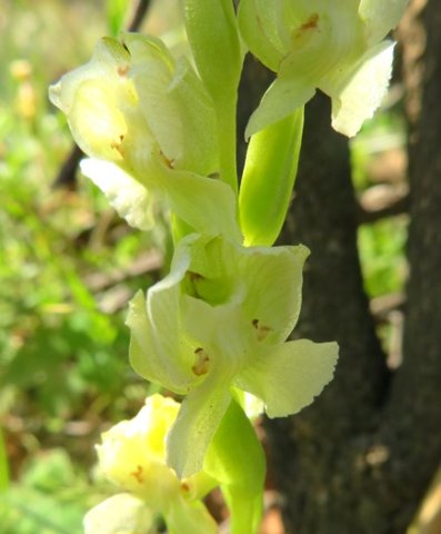 Pterygodium pentherianum section of flower spike