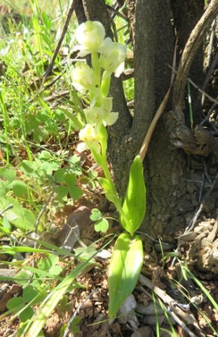 Pterygodium pentherianum