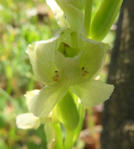 Pterygodium pentherianum flower