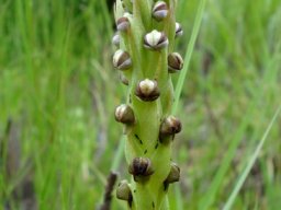 Pterygodium dracomontanum