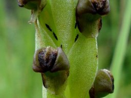 Pterygodium dracomontanum flowers
