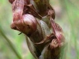 Pterygodium flanaganii inflorescence