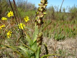 Pterygodium ingeanum leaves