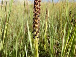 Pterygodium nigrescens leaves