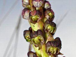 Pterygodium nigrescens
