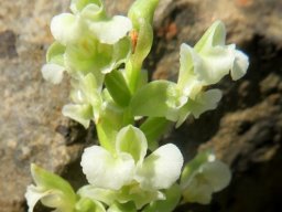 Pterygodium alatum maybe