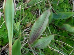 Pterygodium catholicum leaves